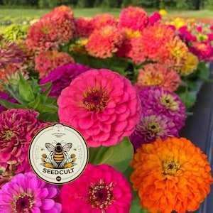 Semillas de zinnia GLOWSTICK, exclusivas de SeedCult, colores neón fluorescentes, ZE5325 imagen 4