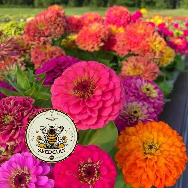 Semillas de zinnia GLOWSTICK, exclusivas de SeedCult, colores neón fluorescentes, ZE5325 imagen 4