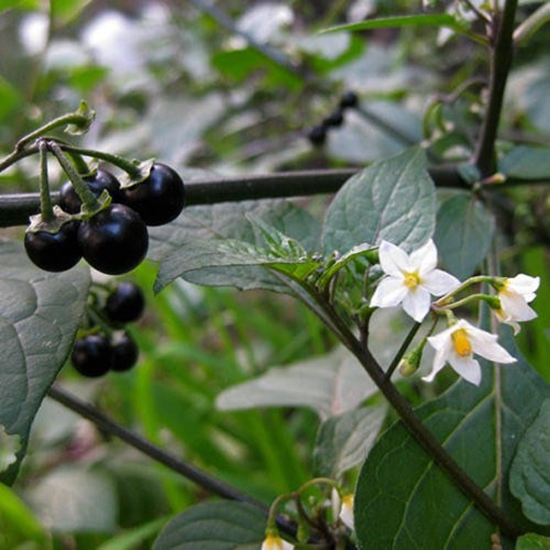 May include: A close-up of a plant with dark purple berries and white flowers. The plant has green leaves and a dark brown stem.