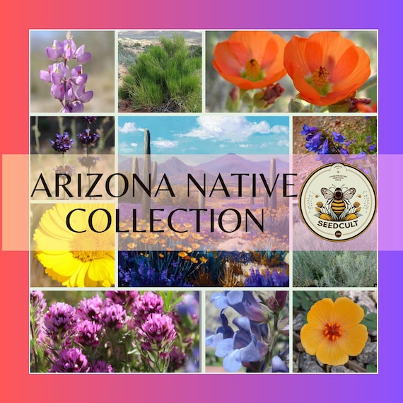 succulent plant fertilizer FEED ME! Time Release Succulent and Cactus Food (11-10-11)