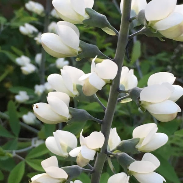 50 White Wild Indigo Seeds, Baptista Alba BP0250