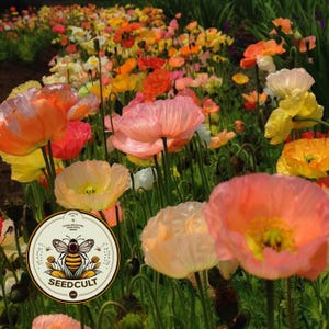 May include: A field of blooming poppies in shades of orange, pink, yellow, and white with thin green stems. A circular logo is overlaid in the bottom left corner featuring a bee illustration and the text SEEDCULT.COM and HAND-SELECTED HEIRLOOM SEEDS.