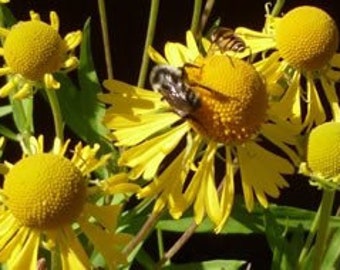 Bulk Helenium, Autumn Sneezeweed Seeds, Helenium Autumnale HL015C