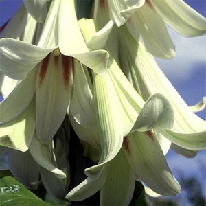 Giant Himalayan Lily Seeds, Largest known Lily species, Cardiocrinum Giganteum CI9020