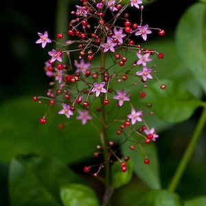 Organic Edible Jewels of Opar Seeds, Talinum Paniculatum TA4025