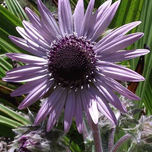 Zulu Warrior Berkheya Purpurea Seeds, Purple “Sunflower” Daisy BU0110