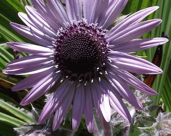 Zulu Warrior Berkheya Purpurea Seeds, Purple “Sunflower” Daisy BU0110