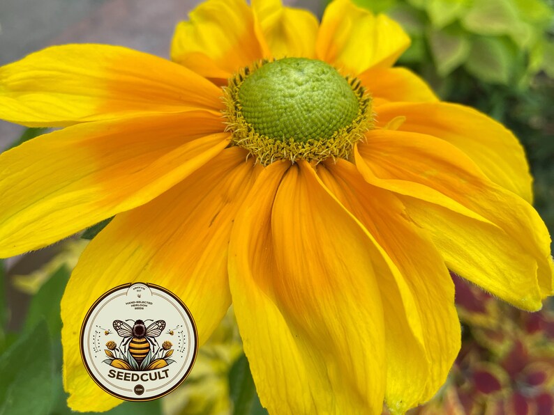 SeedCult Prairie Sun Rudbeckia Seeds