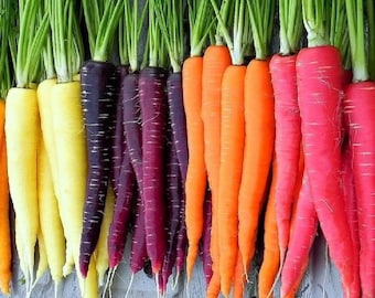 Bulk Five Color Rainbow Carrot Seeds, Organic Daucus Carota, Red, Orange, Yellow, Purple and White DC021C