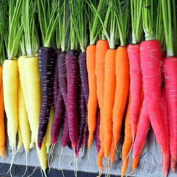 Bulk Five Color Rainbow Carrot Seeds, Organic Daucus Carota, Red, Orange, Yellow, Purple and White DC021C