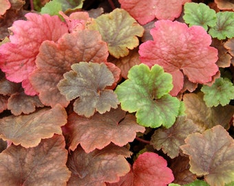 NEW! 100 Silver Frost Fringe Cups, Shade Loving Ground Cover, Tellima Grandiflora, TE201C