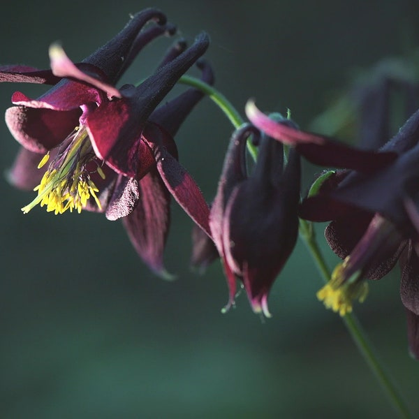 Black Columbine Seeds, Flowering Shade Perennial, Aquilegia Atrata AQ0120