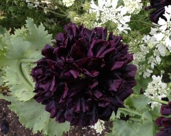 Double Black Floral Poppy Seeds, PS073CR