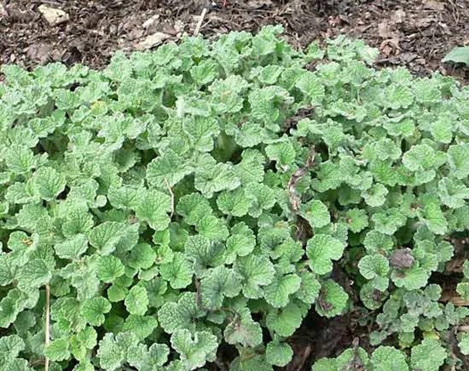 50 Horehound Seeds Licorice/root Beer Marrubium Vulgare Etsy
