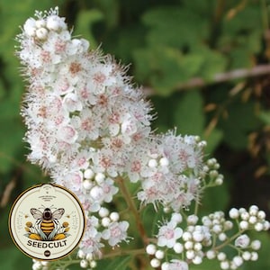 Meadowsweet Seeds White Queen of the Prairie, Filipendula Palmata FI0250