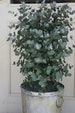 10 Organic Dwarf Baby Blue Eucalyptus seeds, Indoor House Plant, Eucalyptus Pulverulenta 