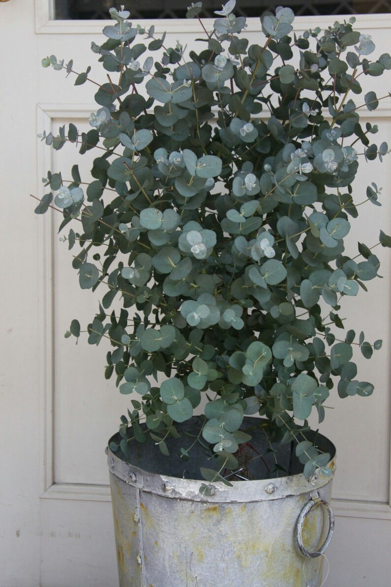 10 Organic Dwarf Baby Blue Eucalyptus Seeds Indoor House Etsy