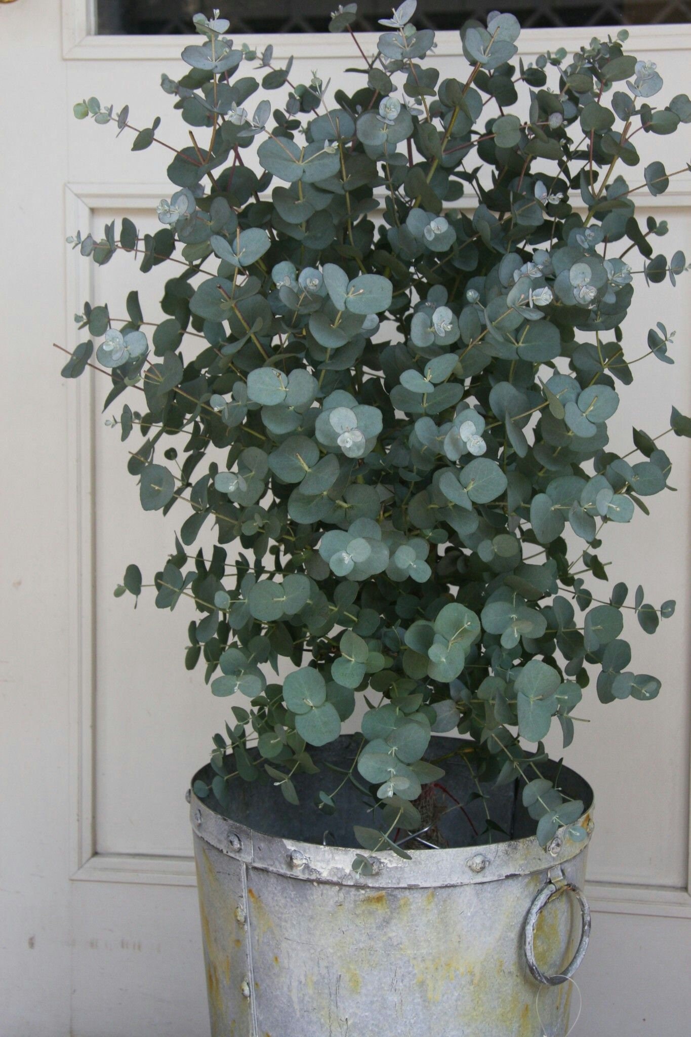 10 Organic Dwarf Baby Blue Eucalyptus seeds, Indoor House Plant, Eucalyptus Pulverulenta