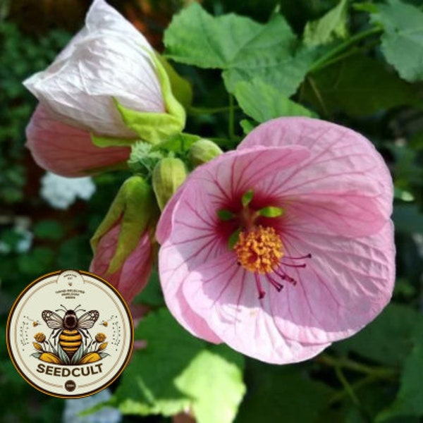 Abutilon - Etsy