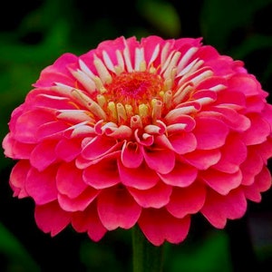 Uproar Rose Zinnia Seeds, Huge blooms, Zinnia Elegans ZE1210