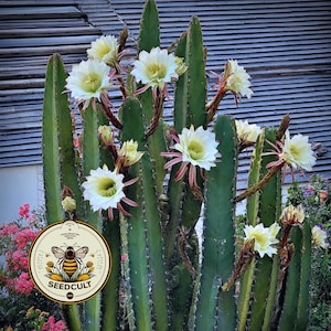 May include: A tall, green cactus with multiple stems, adorned with large, white flowers with yellow centers and pink-tinged petals. The image includes a circular logo with a bee and the text "SEEDCULT".