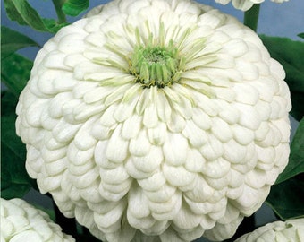 50 White Giant Zinnia Seeds, Largest Giant Zinnias, Zinnia Elegans ZE2350