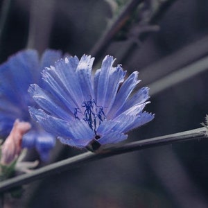 May include: A close-up of a blue chicory flower with delicate petals and a dark blue center. The flower is in focus, while the background is blurred.