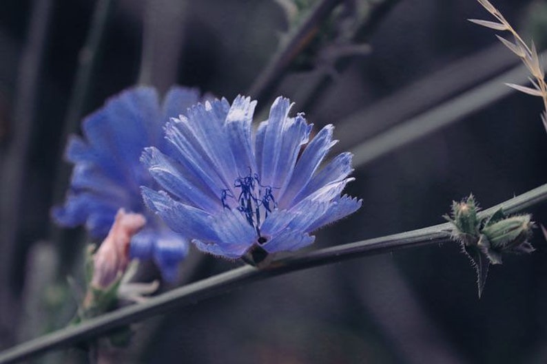 May include: A close-up of a blue chicory flower with delicate petals and a dark blue center. The flower is in focus, while the background is blurred.