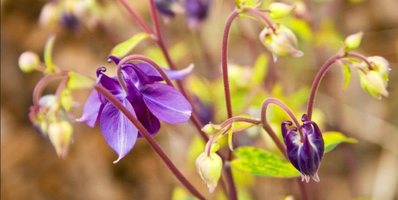 RARE Variegated Columbine, Lime Frost Seeds, Purple Flowers, Flowering Shade Perennial, Aquilegia Vulgaris AQ0510 image 2