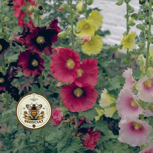 May include: A vibrant display of hollyhock flowers in shades of red, pink, yellow, and deep burgundy. The flowers have a layered petal design with yellow centers. A circular logo with a bee and the text "SEEDCULT" is visible.