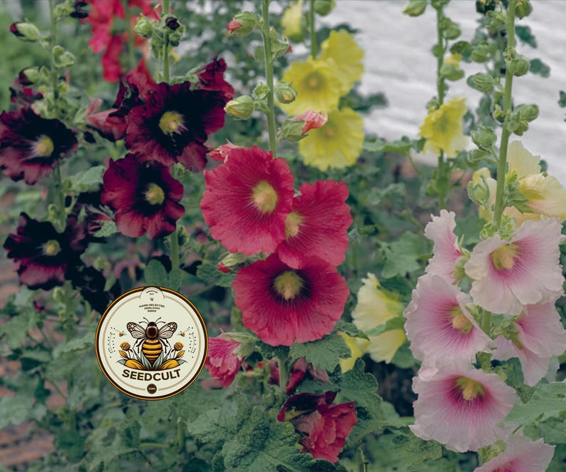 May include: A vibrant display of hollyhock flowers in shades of red, pink, yellow, and deep burgundy. The flowers have a layered petal design with yellow centers. A circular logo with a bee and the text "SEEDCULT" is visible.