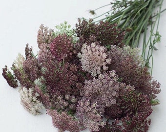 Chocolate Queen Anne’s Lace seeds, Daucus Carota ‘Dara’ Chocolate DC0125