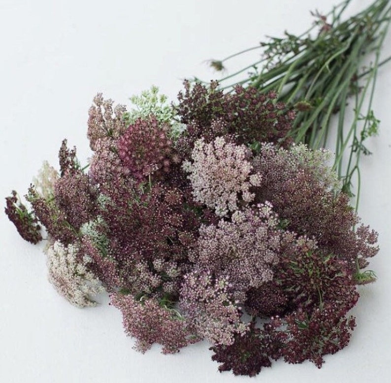 May include: A bouquet of dried flowers in shades of burgundy, mauve, and cream. The flowers have a delicate, clustered appearance with thin green stems. The arrangement is set against a white background, highlighting the natural colors and textures.