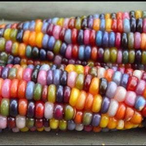May include: Two cobs of colourful corn with kernels in shades of red, orange, yellow, green, blue, purple and brown.