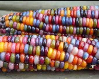 Organic Glass Gem Corn Seeds, Zea Mays, ZM0725