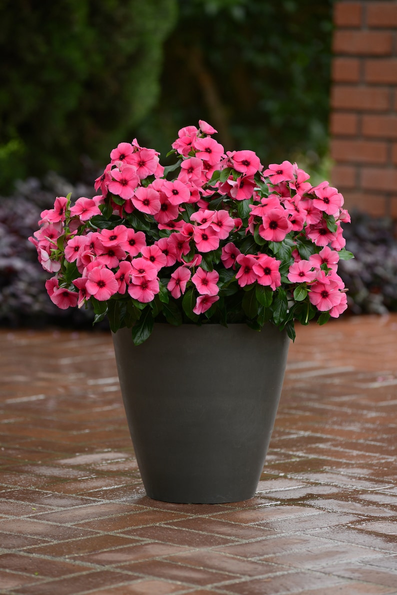 Periwinkle And Raspberry Raspberry Tattoo Vinca Seeds, Periwinkle, Catharanthus Roseus ...