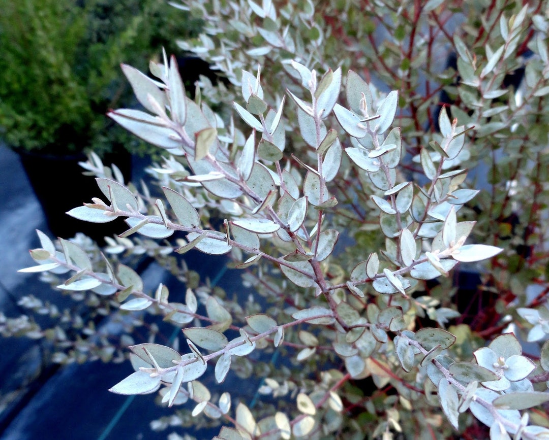 Moon Lagoon Dwarf Eucalyptus Seeds, Indoor House Plant, Eucalyptus Lutens EU0210 Etsy