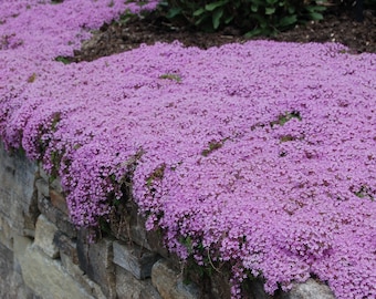 5000 Creeping Thyme Seeds, Thymus serpyllum TH205M