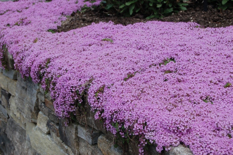 5000 Creeping Thyme Seeds, Thymus serpyllum TH205M image 1