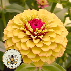 Op de afbeelding: Een levendige gele zinnia met een diep rood centrum. De bloem heeft veel bloemblaadjes en staat in volle bloei. De bloem is scherp en de achtergrond is wazig.