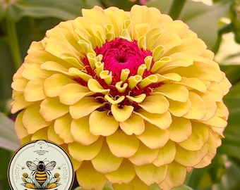 Queeny Lemon Peach Zinnia Seeds, Zinnia Elegans, Queen Series ZE0710
