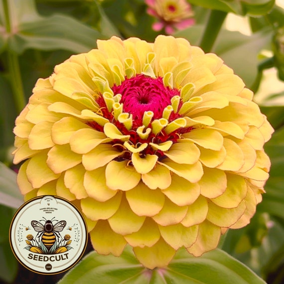 Queeny Lemon Peach Zinnia Seeds, Zinnia Elegans, Queen Series ZE0710