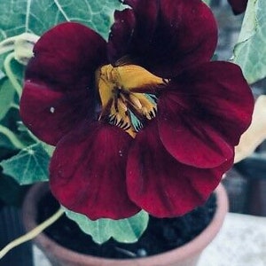 Black Velvet Nasturtium Seeds, Edible Flowers, Dwarf, Tropaeolum majus TR0225