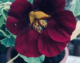 Black Velvet Nasturtium Seeds, Edible Flowers, Dwarf, Tropaeolum majus TR0225