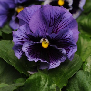 May include: A close-up of a purple pansy flower with dark purple veins and a yellow center. The flower is surrounded by green leaves.