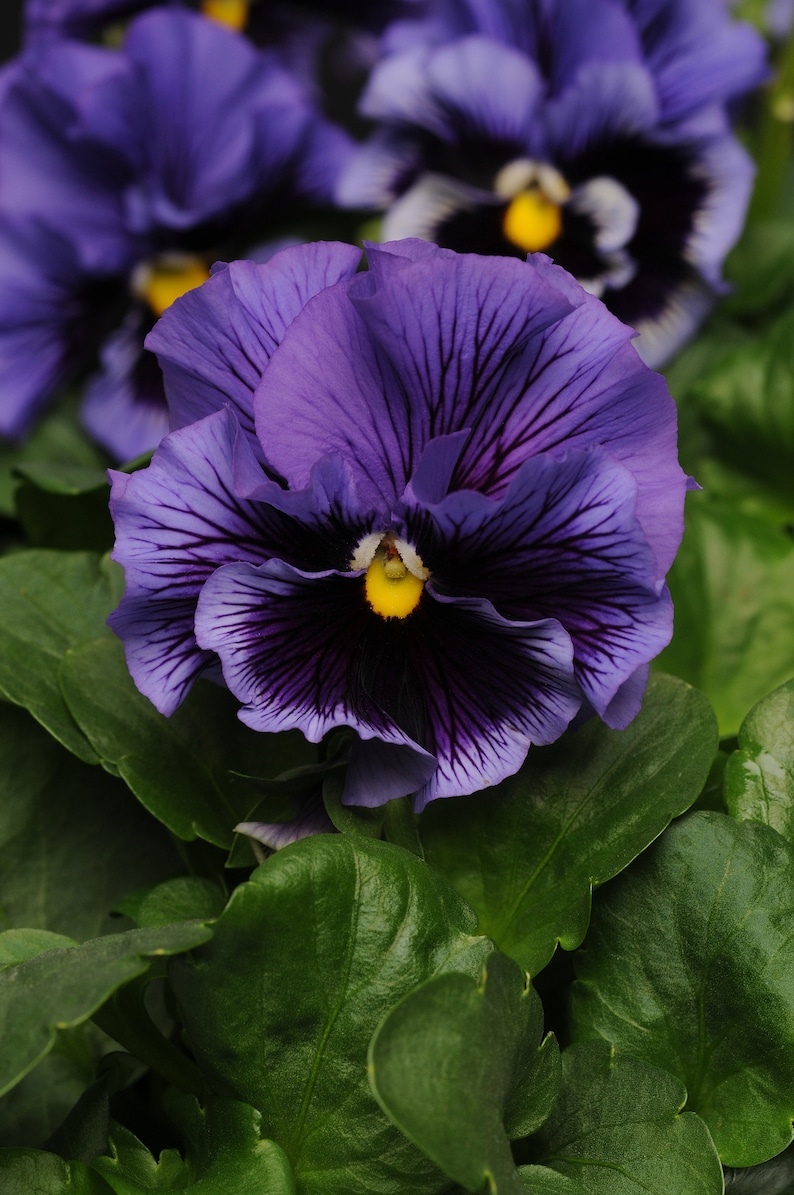 May include: A close-up of a purple pansy flower with dark purple veins and a yellow center. The flower is surrounded by green leaves.