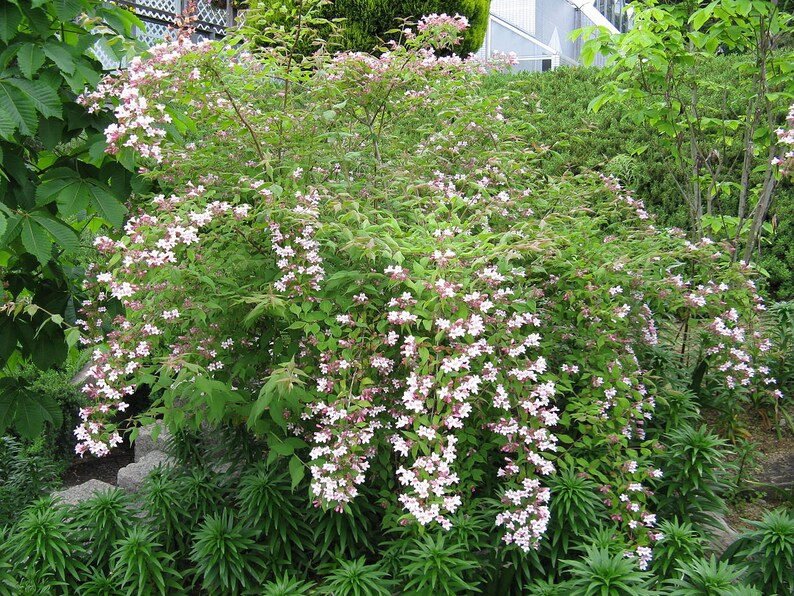 SeedCult Beauty Bush Seeds - Thumbnail 4
