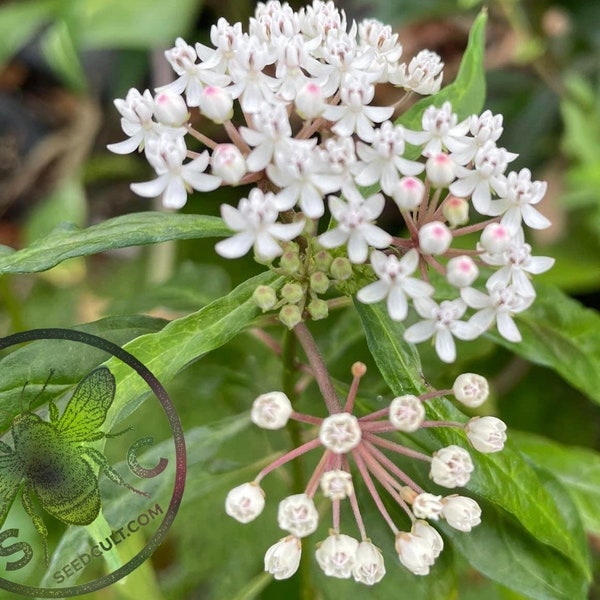 NEW! 40 White Swamp Milkweed, Asclepias Perennis MW0940