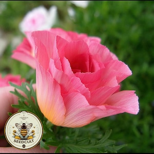 May include: Close-up of a vibrant pink flower with delicate, textured petals. The flower has a yellow-orange base and is surrounded by green foliage. A circular logo with a bee and the text "SEEDCULT" is in the lower left corner.