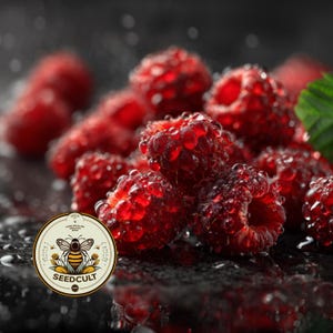 May include: Close-up of fresh, ripe red raspberries covered in water droplets. The image features a cluster of the berries, with a few green leaves visible. A circular logo with a bee and the text "SEEDCULT" is in the foreground.